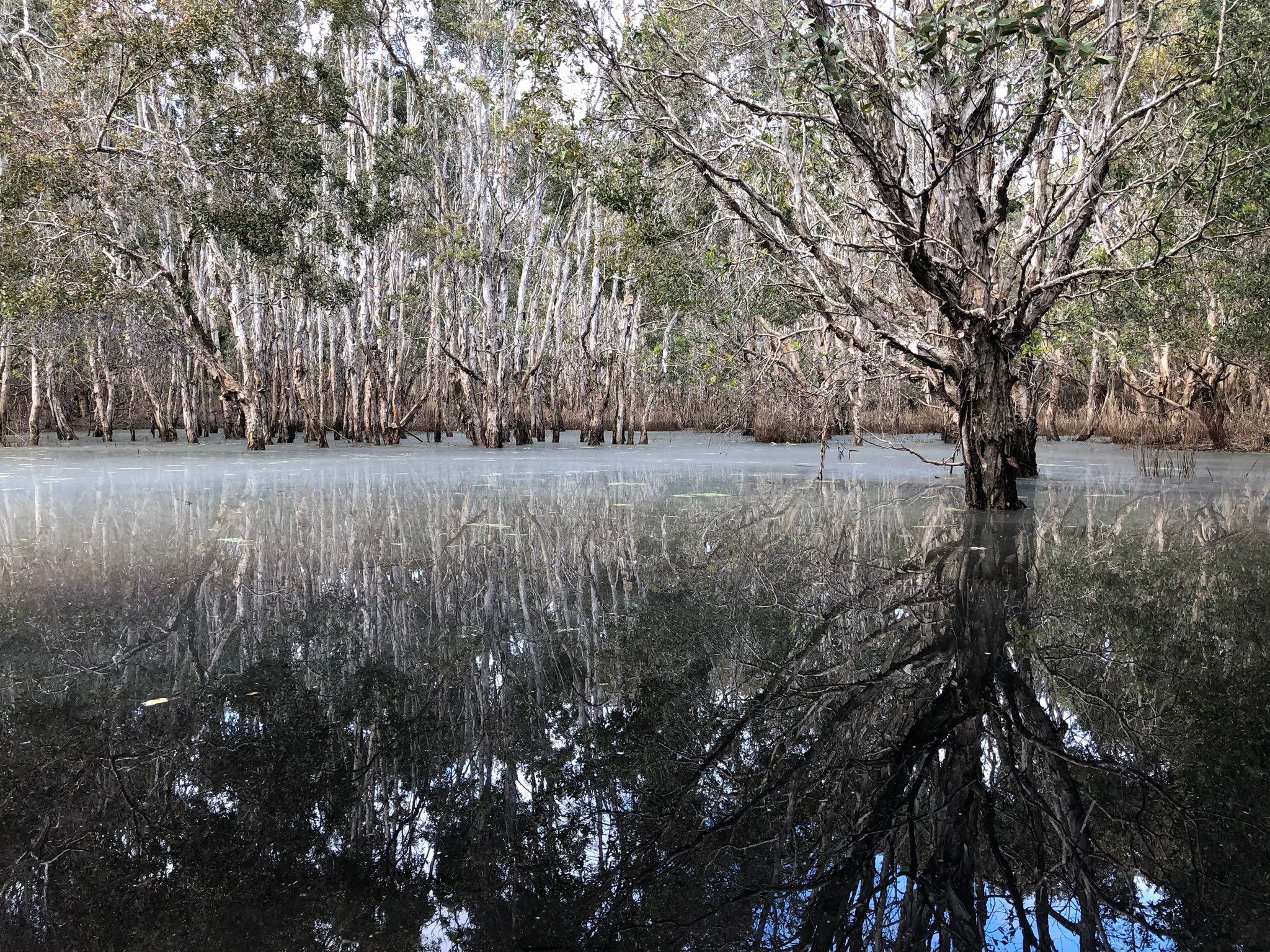 Ambiente pantanoso com corpo d'água de superfície espelhada, cercado por árvores.