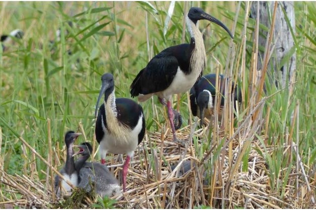 A family of black and white ibis birds and their chicks in grassland