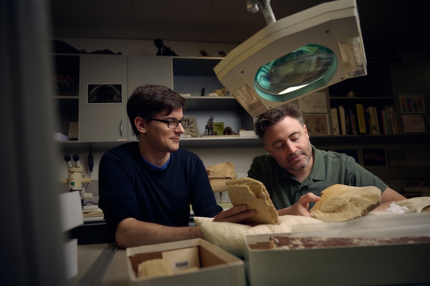Two men sit at a table examining a baleen whale fossil recovered from the River Murray area. 