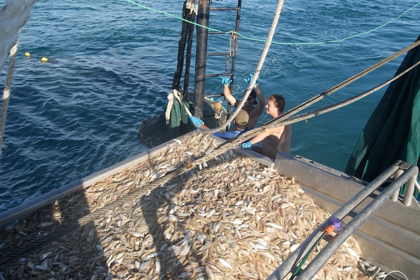 A prawn trawler crew hard at work in the Gulf of Carpentaria