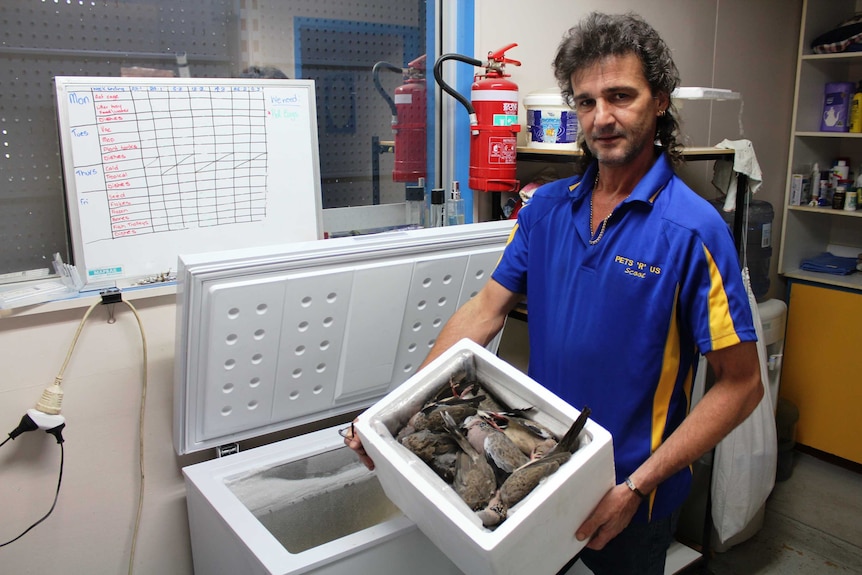 A man holding a box of dead feral turtle doves
