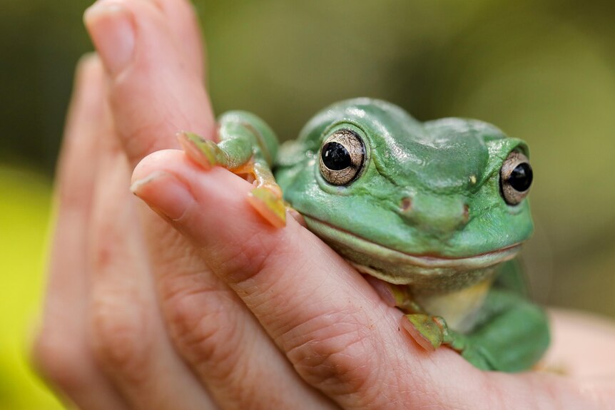 Close up of green tree frog on someone's hand