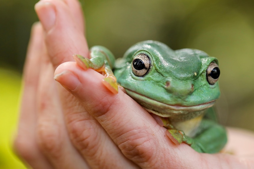 Close up of a green frog on someone's hand