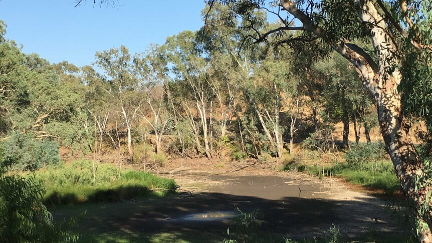 Norman's Lagoon on the Murray River is being drained dry to remove pest carp and revive the native environment