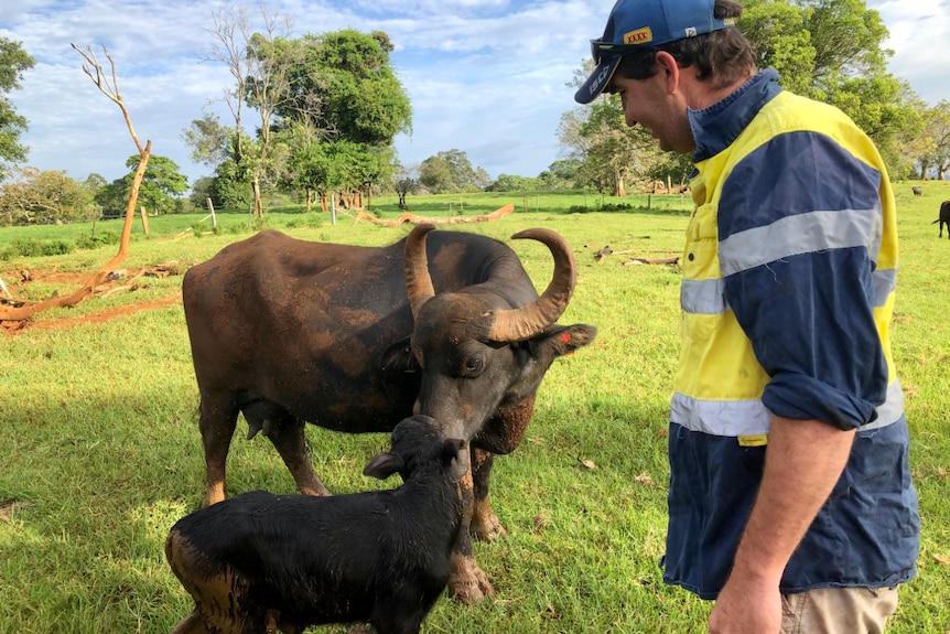 Maleny Buffalo's Michael Thompson with a cow and calf in a green field at Witta in March 2020.