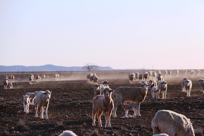 Drought affected sheep in the paddock at Colanya station near Longreach.