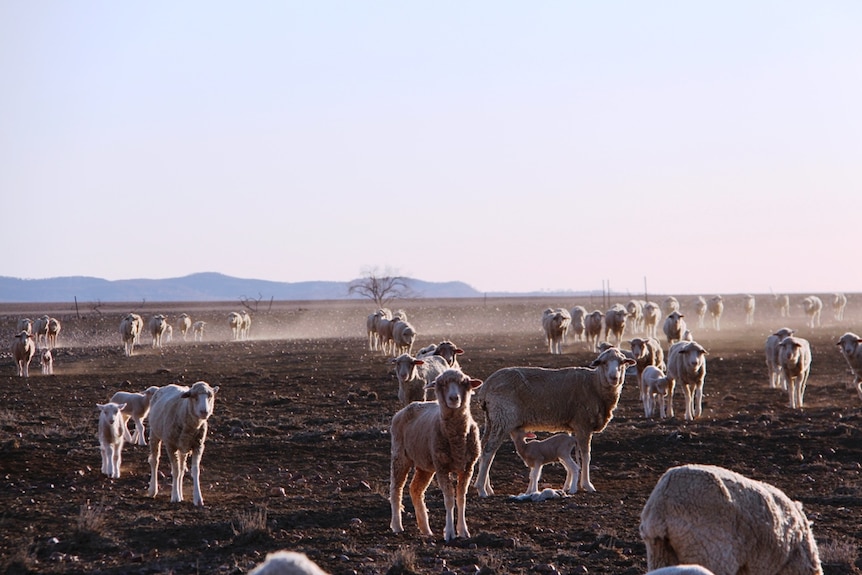 Sheep at sundown on Colanya station near Longreach, western Queensland.