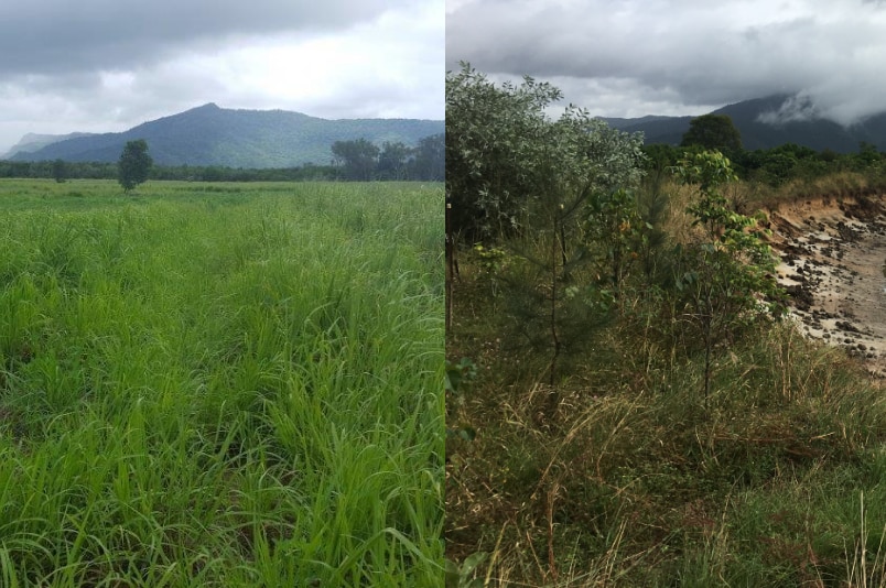 side-by-side image of land before and after replanting