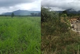 side-by-side image of land before and after replanting
