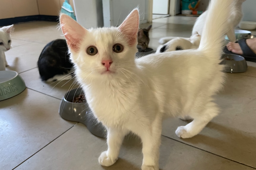 A white kitten looks at the camera