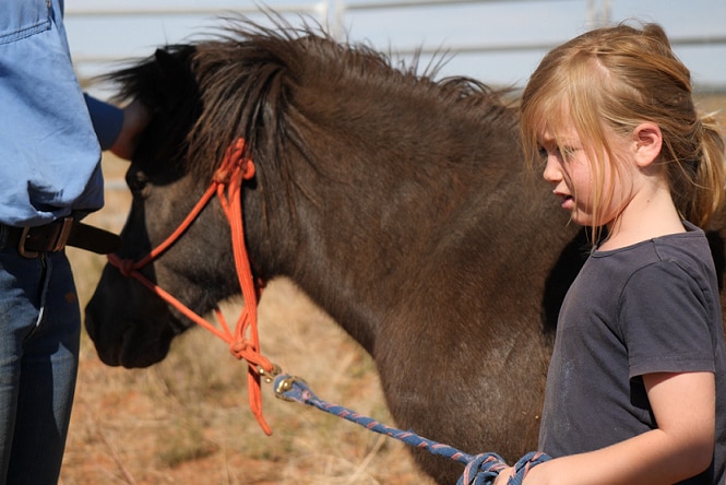A young, blonde child stands next to a small, dark brown pony, holding its reins.