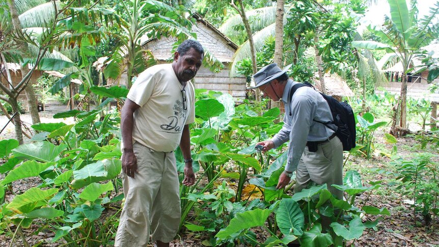 Two men stand in a garden looking at food plants in the Solomon Islands