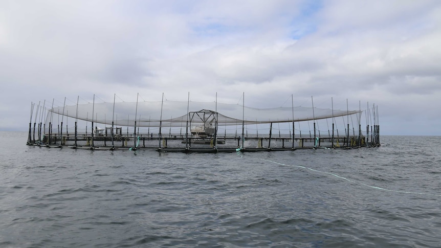 A deep sea salmon farm off Bruny Island in Tasmania