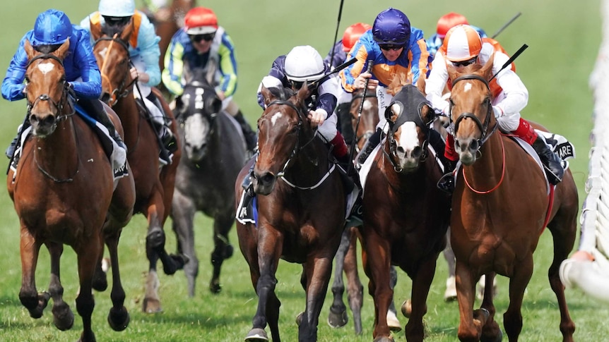 The Melbourne Cup winner is on the fence, as two horses outside it bump each other near the finish.