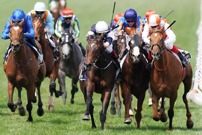 The Melbourne Cup winner is on the fence, as two horses outside it bump each other near the finish.