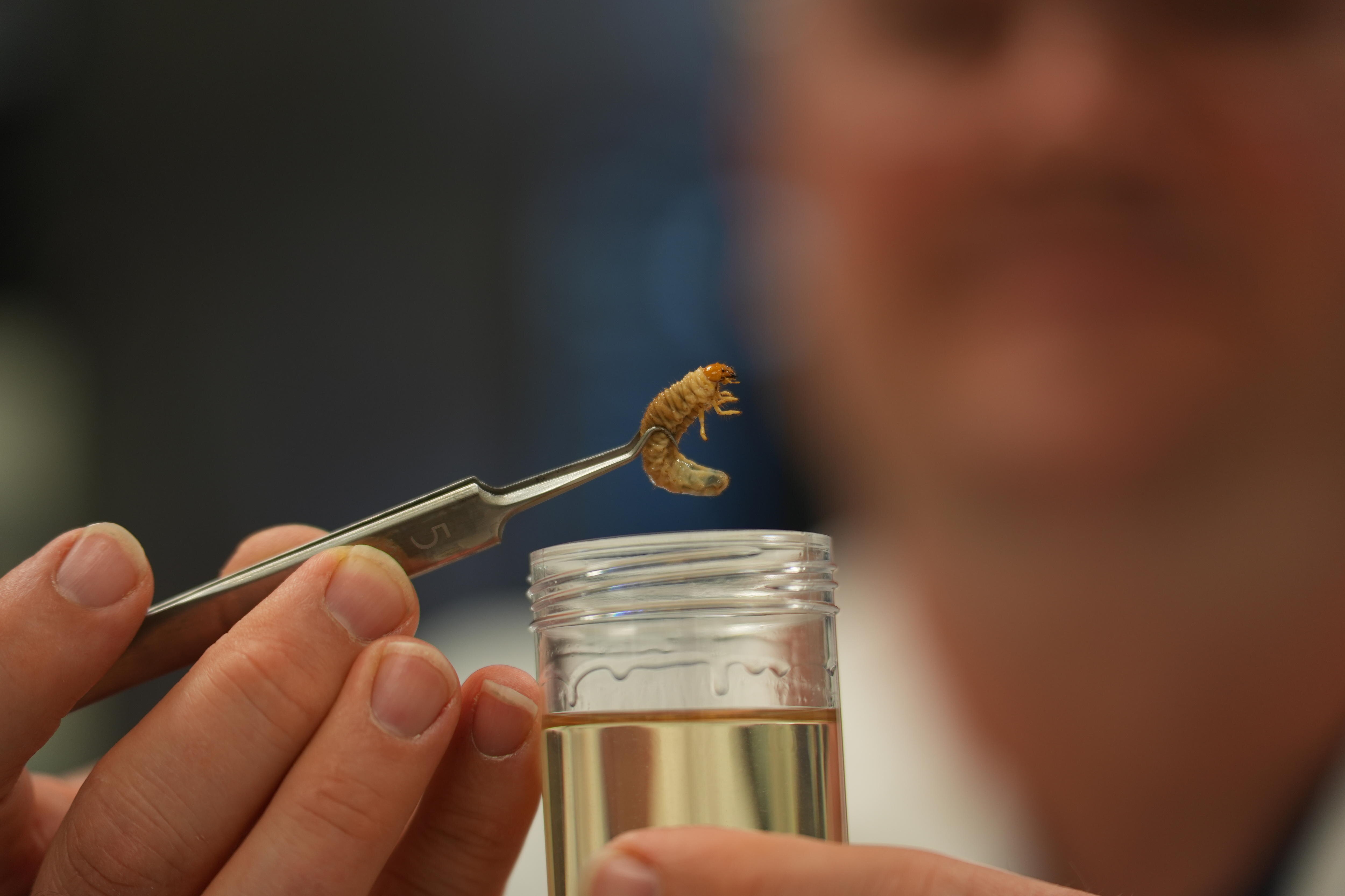 A pair of tweezers hold a worm.