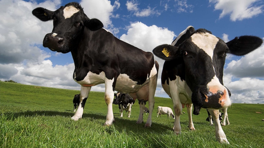 Ciekawe czarno-białe krowy mleczne stojąc przed kamerą.