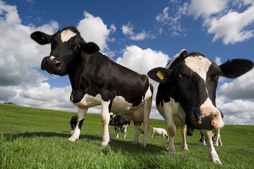 A pair of dairy cows looking into the camera.