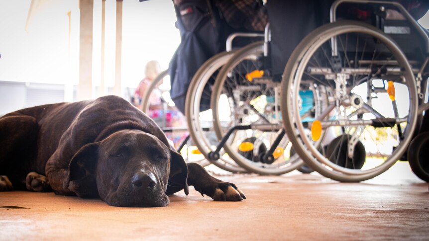 a dog next to wheelchairs