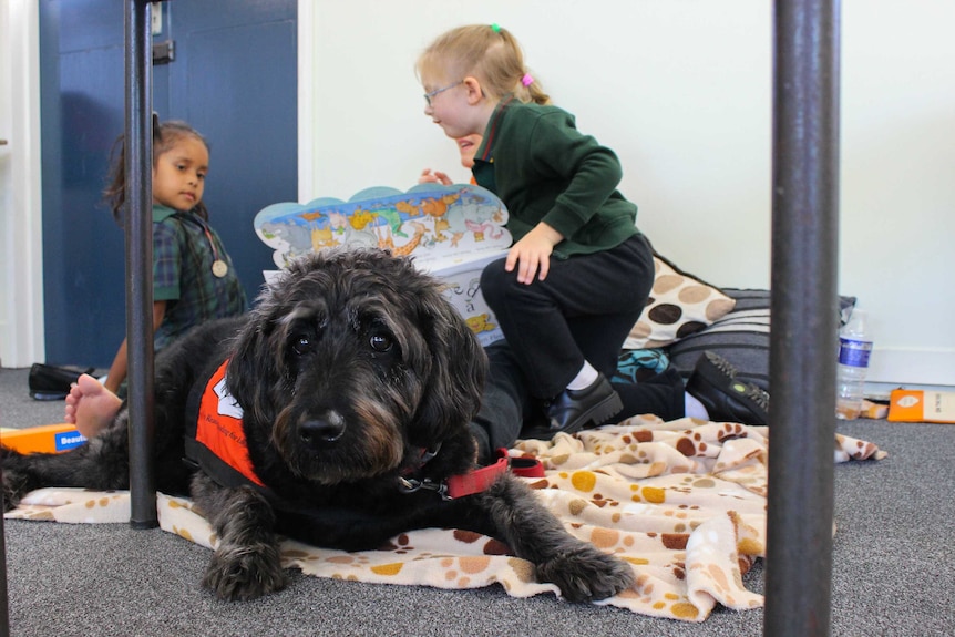 Harry the dog sits with students at Watson Road State School.