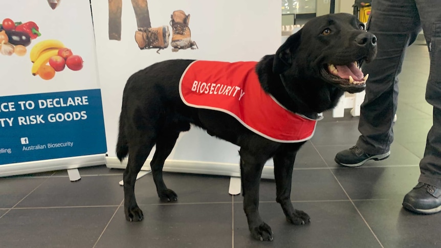 a black dog with a read coat with "biosecurity" written on it.