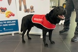 a black dog with a read coat with "biosecurity" written on it.