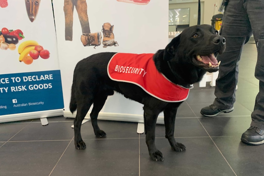 A black dog with a red coat with "biosecurity" written on it.