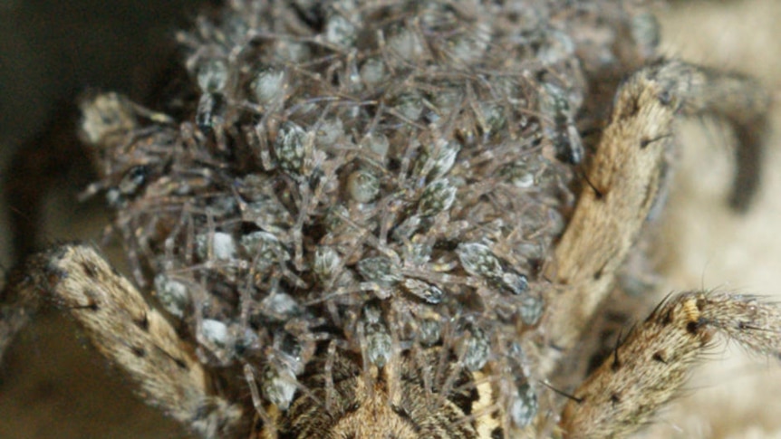 A female wolf spider