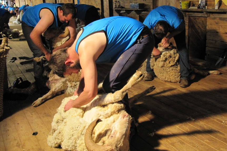 A group of men shearing in a shed.