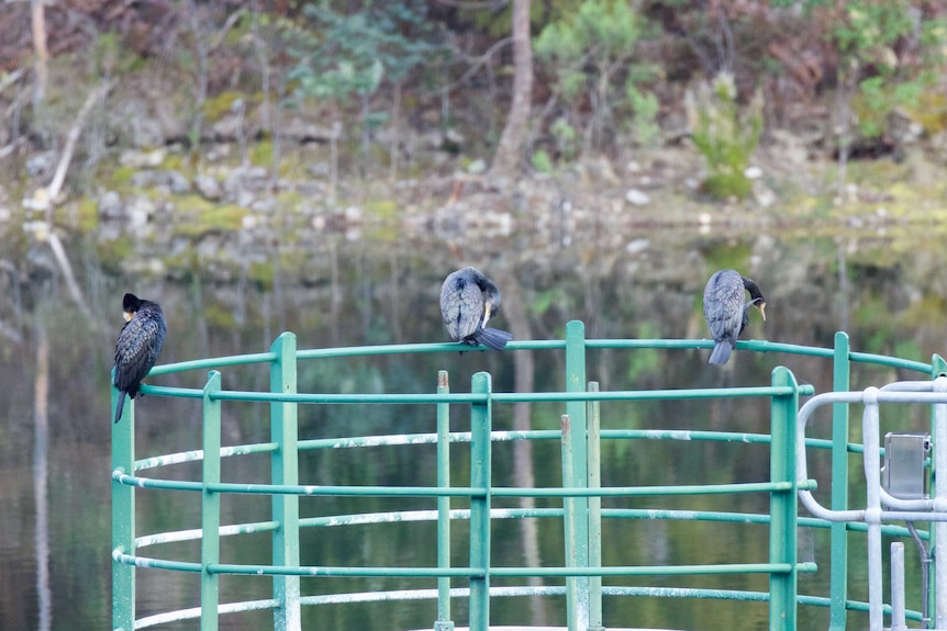 Great Cormorants preen on Water Works infrastructure