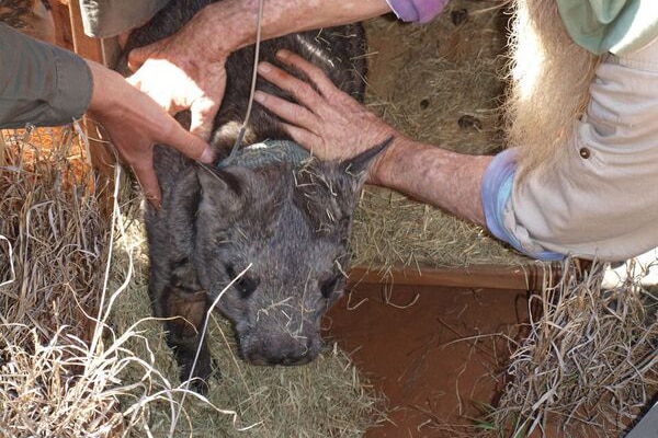 A northern hairy-nosed wombat is moved to the Richard Underwood Nature Refuge near St George.