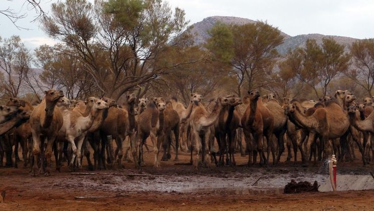 A pack of wild camels hoard near a leaking water tap in the Northern Territory