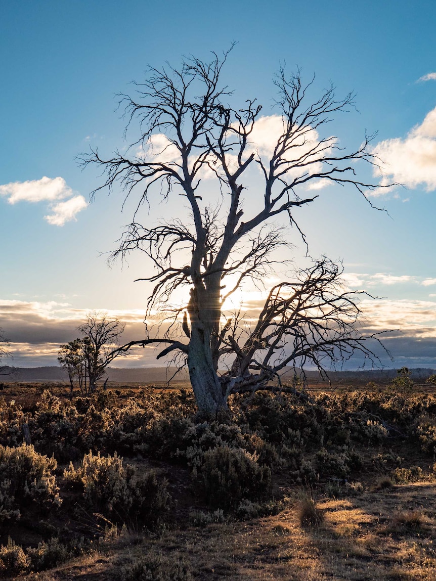 The sun sets behind a dead Miena Cider Gum.