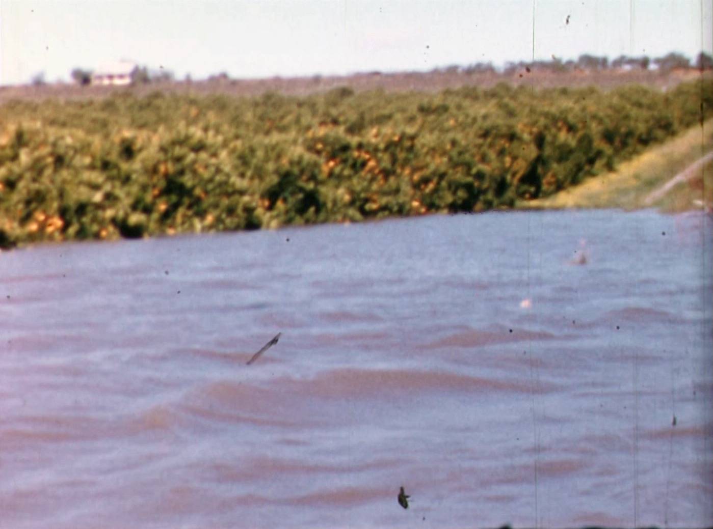 citrus trees underwater