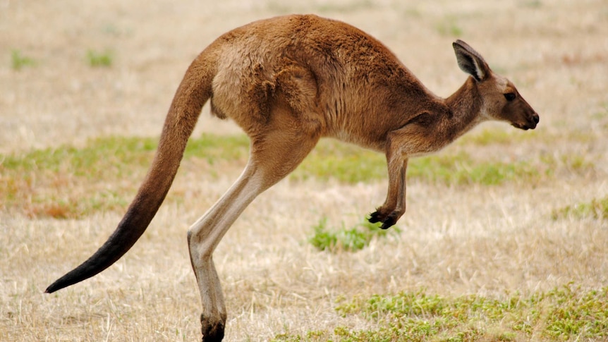 Proposed US kangaroo shooting ban bill raises industry fears it could bring out inhumane 'cowboys'