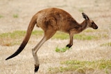  a kangaroo bounces across dry grass