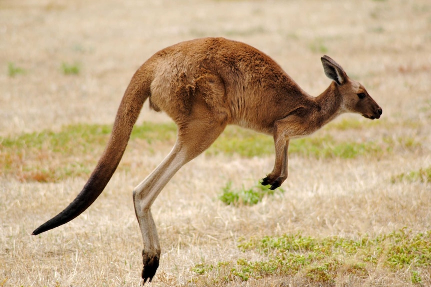 A kangaroo bounds through a paddock