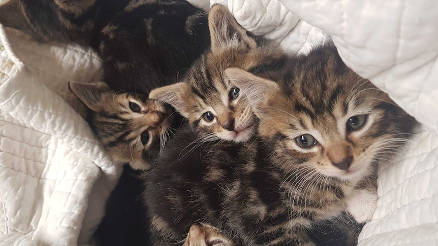 Three kittens huddled together.