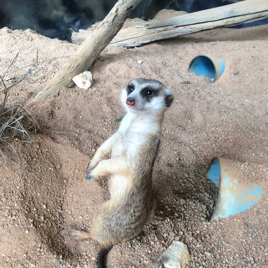 The female meerkat of the pair is more outgoing than the shy male.