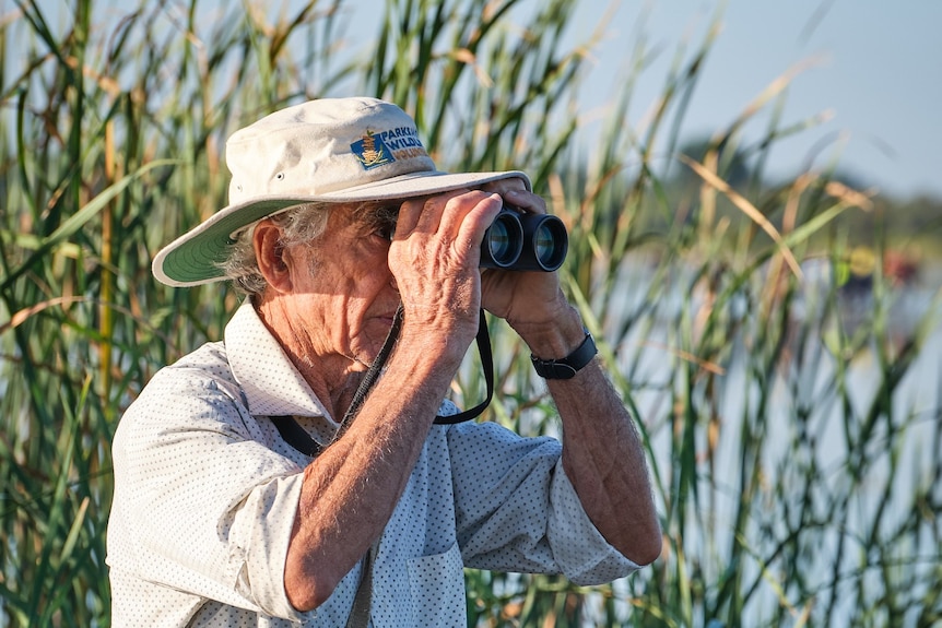 Middle-aged man peers at cygnets through pair of binoculars at wetland
