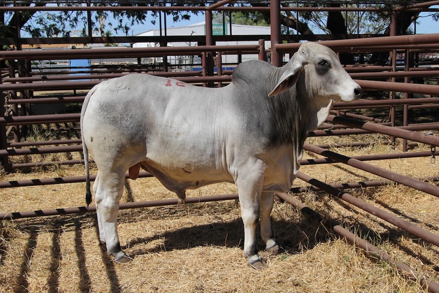 a bull in a pen