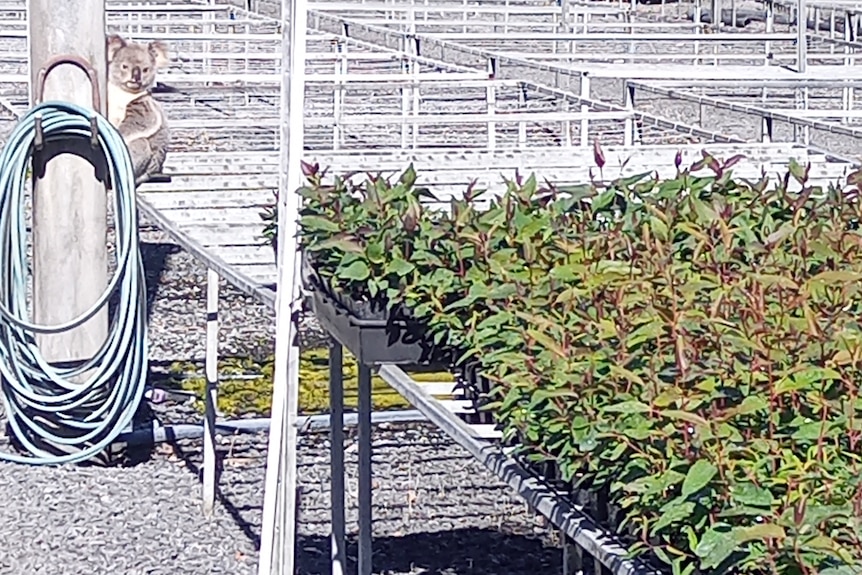 A koala sits on the edge of a nursery table near a wooden post, looking towards a nearby collection of seedlings.