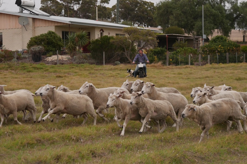 a farmer on a bike looks at running sheep