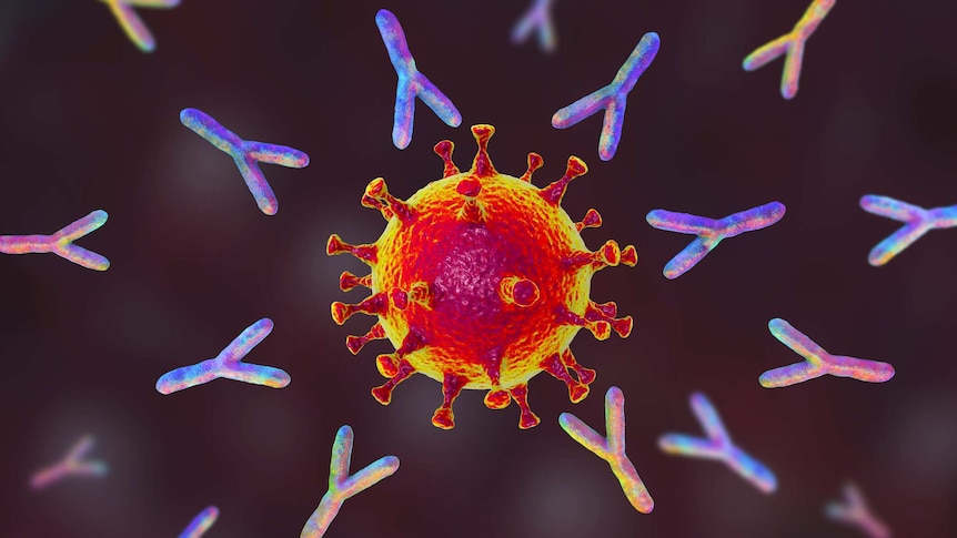 Illustration of antibodies (y-shaped) responding to an infection with SARS-CoV-2 virus cell.