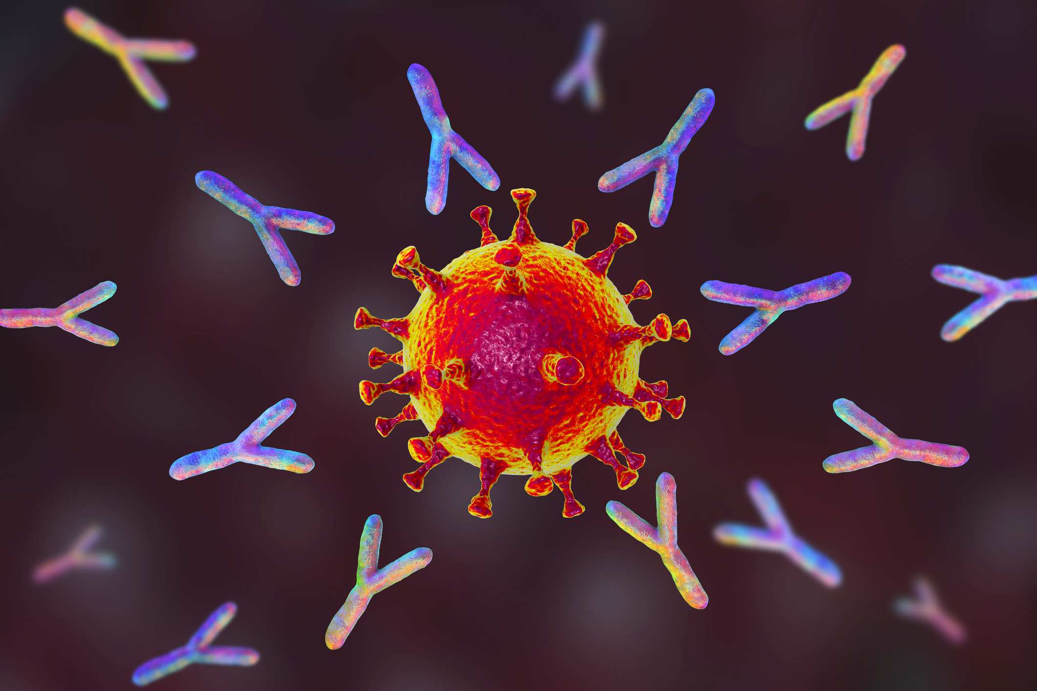 抗体（y 形）对 SARS-CoV-2 病毒细胞感染作出反应的图示。
