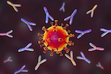 Illustration of antibodies (y-shaped) responding to an infection with SARS-CoV-2 virus cell.