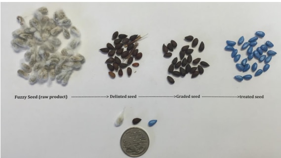 Stages of cotton seed processing.