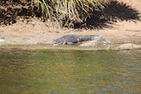 A crocodile on the sandy bank of the river