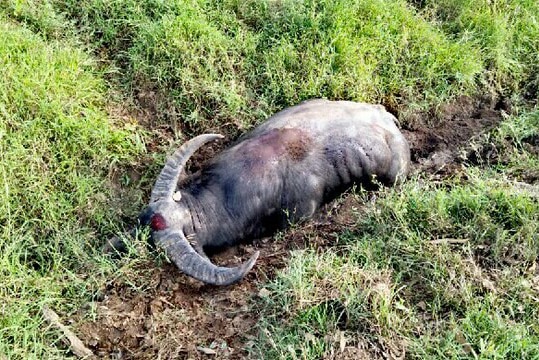 a dead buffalo in green grass