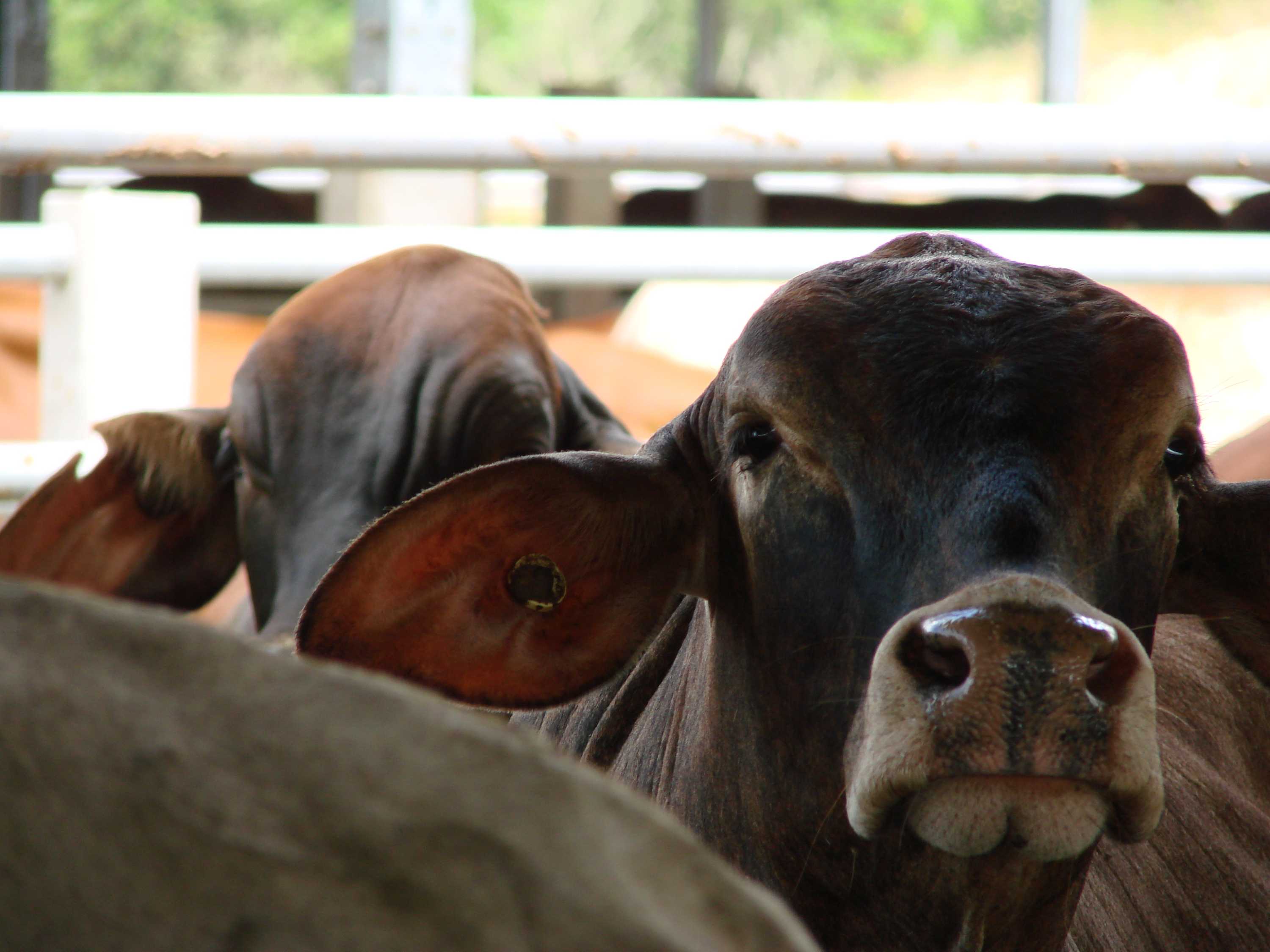 Live Export Probe Launched After Australian Cattle Roped And ...